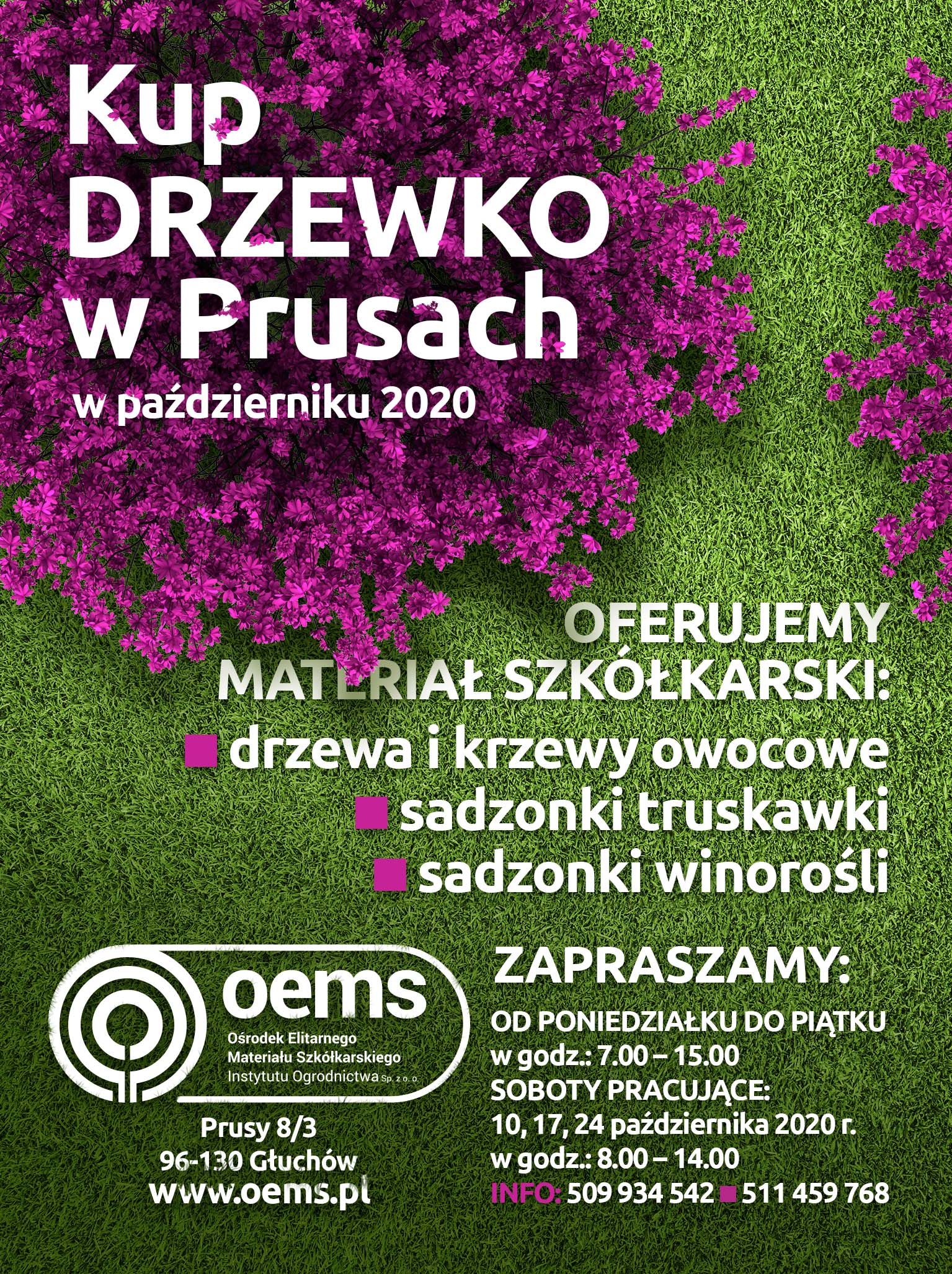 Kup drzewko w Prusach w październiku 2020